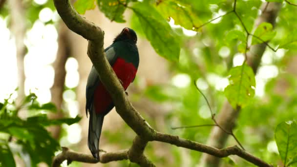 Silhouette Oiseau Tropical Perché Dans Jungle Lumineuse — Video