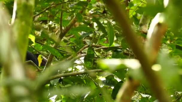 Kaštany Mandibled Toucan Hopping Krmení Stromě — Stock video