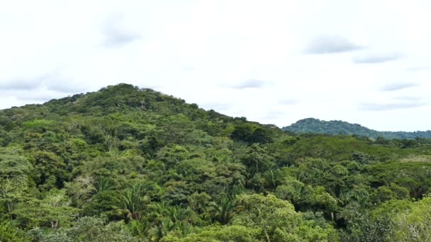 Vogel Fliegt Hoch Über Berg Panama — Stockvideo