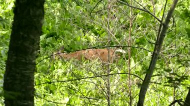 Geyik büyük yapraklarla beslenir ve sık çalılıklarda ilerler.