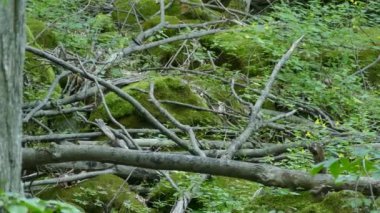 Dişi, siyah boğazlı, mavi ötleğen çalılık dalların arasında, aşırı büyümüş.