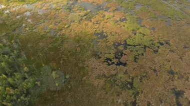 Doğu Kuzey Amerika 'nın saf doğal sulak alanları kısmen güneşle aydınlanıyor.