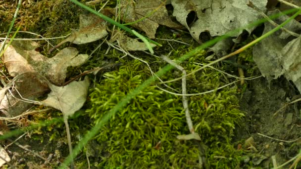 在森林土壤中的苔藓上爬行着漂亮的绿色毛毛虫 — 图库视频影像