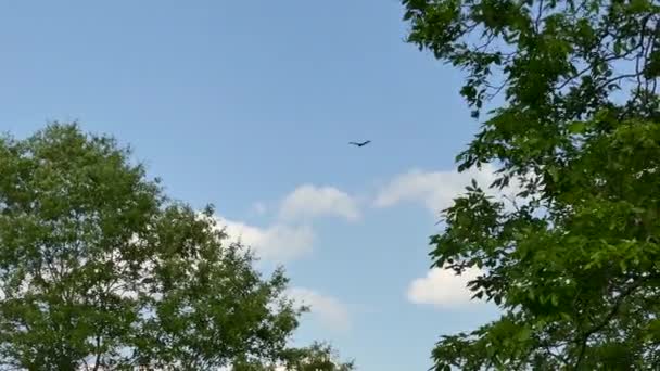 いくつかの白い雲と青い空を飛んで獲物の黒い色の鳥 — ストック動画