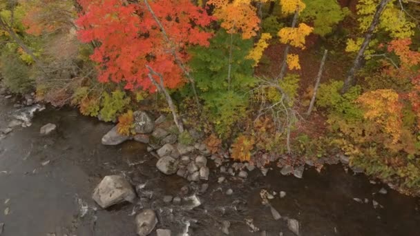 Carino Arancio Continua Crescere Accanto Quello Verde Durante Autunno — Video Stock