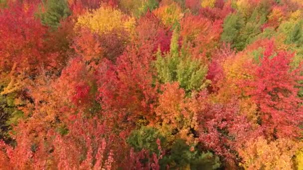 Aerial Shot Forest Fall Displaying Amazing Red Pink Colors — Stock Video