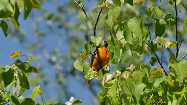 Wind Sun Combination Conditions Baltimore Oriole Thrives — Stock Video