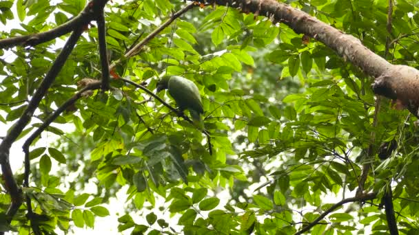Le perroquet au sommet d'un arbre laisse aller une branche qu'il tenait auparavant 