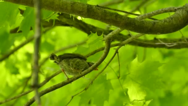 Bebê Brownd Cabeça Cowbird Parasita Pássaro Implorando Com Ruído Para — Vídeo de Stock