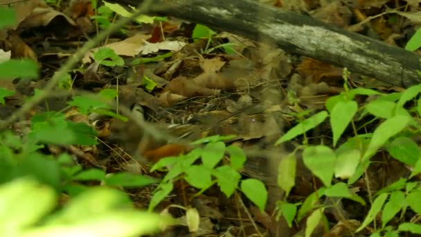 Rastreamento Tiro Fêmea Oriental Towhee Pássaro Forrageamento Solo Floresta Canadense — Vídeo de Stock