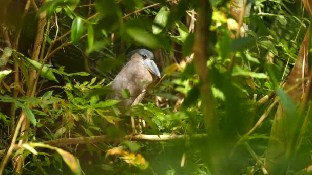 Boat Billed Heron Panama Standing Branch Nature — Stock Video