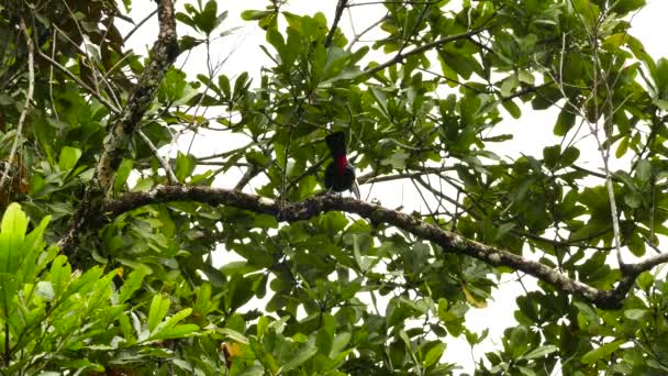 Keel Bill Toucan Vocalizing Flying Away Tree — стоковое видео