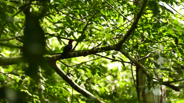 Rosy Thrush Tanager Pássaro Exótico Vocalizando Selva Panamá — Vídeo de Stock