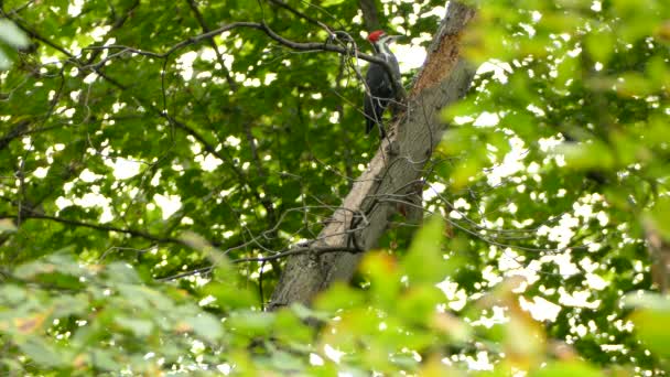 Pájaro Carpintero Apilado Rompiendo Corteza Del Árbol Mientras Busca Comida — Vídeos de Stock