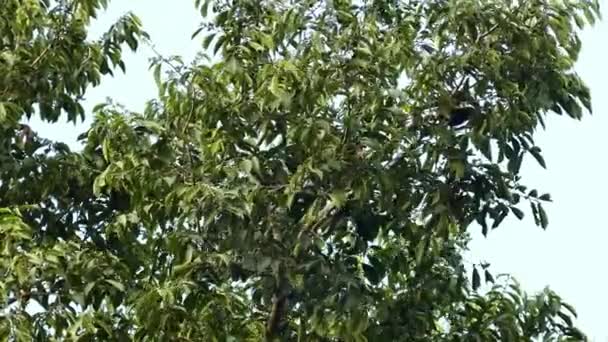 Kastanj Mandible Toucan Upp Panamaträd Del — Stockvideo