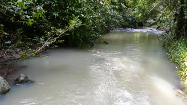 Undurchsichtiges Milchiges Wasser Eines Flusses Fließt Dschungel — Stockvideo