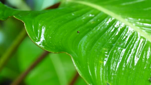 Klein Insect Springt Van Nat Blad Het Regenwoud — Stockvideo