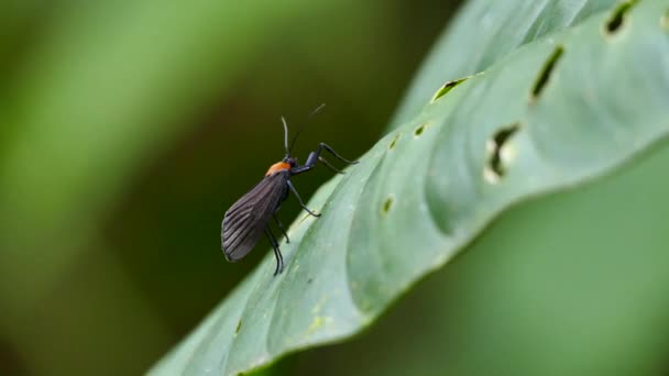 Poisson ailé noir perché sur une feuille avec un fond flou 