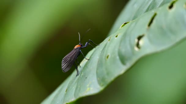 Insecto Alado Negro Encaramado Hoja Con Fondo Borroso — Vídeo de stock