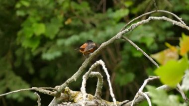 Bulanık arka planda vahşi doğaya tünemiş güzel bir oriole kuşu görüntüsü.