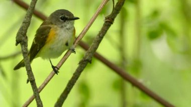 American Redstart kuşunun süper makro görüntüsü uzaklaşıyor ve odaklanmayı ayarlıyor.