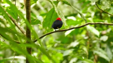 Kırmızı başlıklı, parlak renklerle güzelce sergilenmiş.