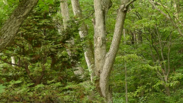 Красивый Пышный Здоровый Лес Маленькой Птичкой Ползающей Стороне Взрослого Дерева — стоковое видео