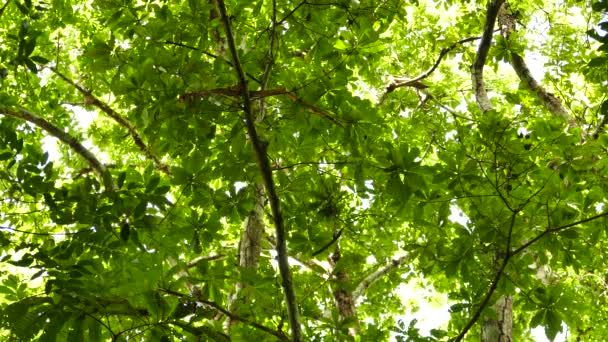 Sunny Jungle Baldachim Wielu Małych Szybkich Ptaków Latających — Wideo stockowe