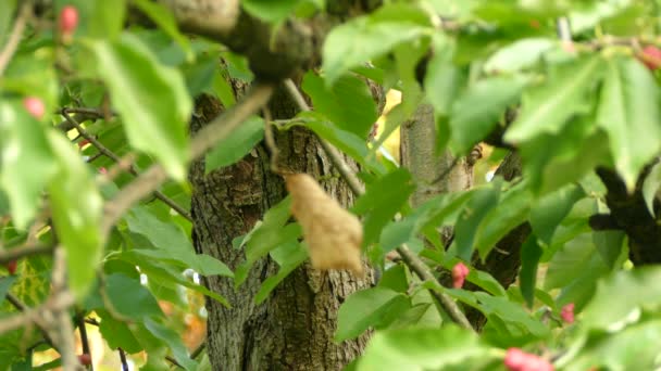 Trippel Skott Pileated Hackspett Vacker Magnolia Träd Nordamerika — Stockvideo