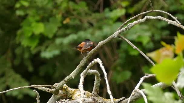 Vacker Bild Fruktträdgård Oriole Fågel Uppflugen Det Vilda Suddig Bakgrund — Stockvideo