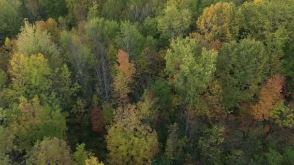 Alberi Che Iniziano Cambiare Colore Dal Verde Giallo Nella Foresta — Video Stock