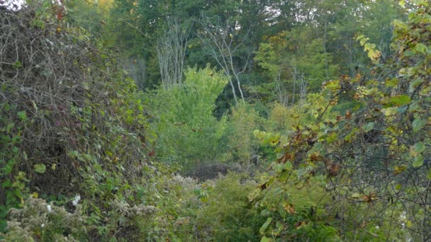 与鸟类和浣熊一起在自然景观中观赏的野生动物的丰富性 — 图库视频影像
