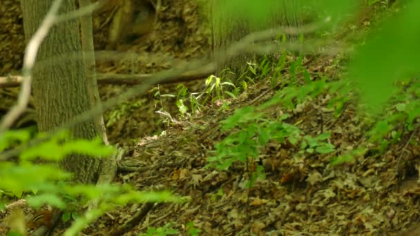 残りの部分は純粋な森の中でぼやけている間 アメリカのロビン鳥に焦点を当てるシャープ — ストック動画