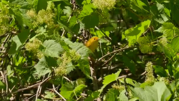 Jolie Paruline Jaune Oiseau Nourrissant Punaises Dans Jardin Fleuri Buissonnant — Video