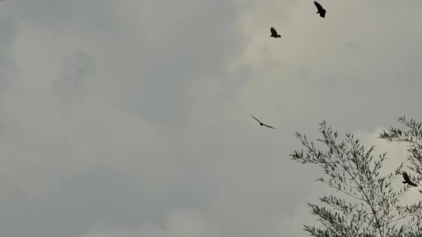 多只秃鹫在多云的暴风雨中盘旋 — 图库视频影像