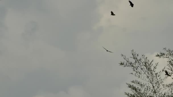 Flera Kalkon Gam Flyger Cirklar Med Molnig Stormig Himmel — Stockvideo