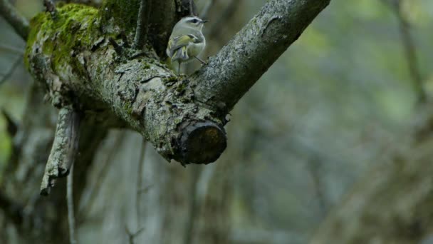 Closeup Beautiful Golden Crown Kinglet Bird North America — Stok Video