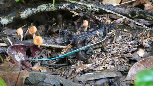 Lagarto Con Cola Azul Descansa Suelo Selva Tropical Panamá — Vídeos de Stock