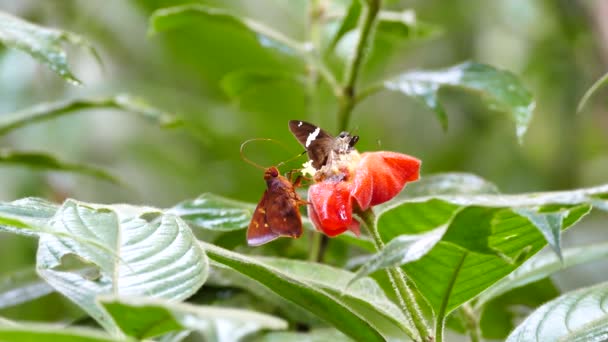 Mariposa Alimentándose Flor Roja Mientras Mueve Probóscis — Vídeos de Stock