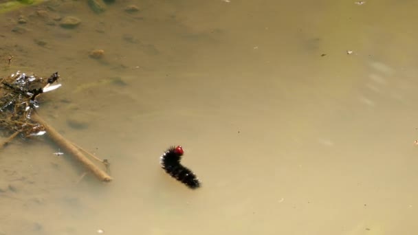 Black Caterpillar Swimming Back Safety Twig — Stock Video