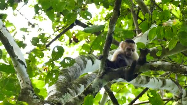 Tentative du jeune singe de grimper haut arbre au Panama 