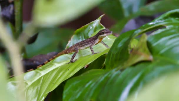 Kertenkele Panamean Ormanında Yaprak Üzerinde Tünemiş — Stok video