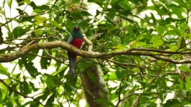 Panama 'da tropikal trogon kuşuyla orman sahnesi