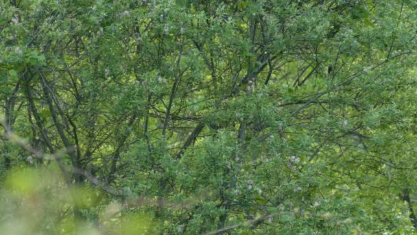 Όμορφο Δέντρο Στο Τέλος Της Ανθοφορίας Σούρουπο Δροσερό Warbler Αυτό — Αρχείο Βίντεο