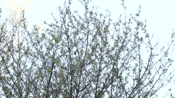 Warblers Minúsculos Árvore Mola Com Algumas Flores Minúsculas Frescas Primavera — Vídeo de Stock