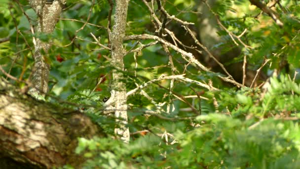 Pic avec quelques plumes rouges saute de haut en bas dans une jolie forêt 