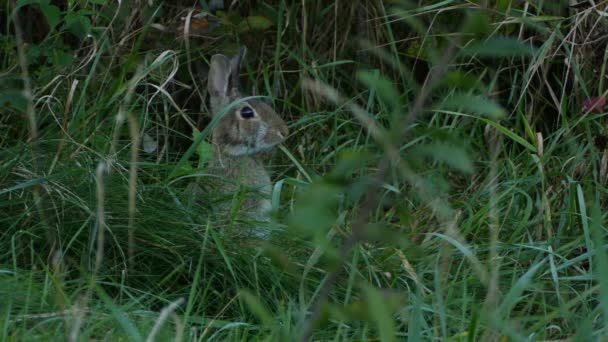 鼻を少し動かしながら 口の中で草の小枝を保持ウサギのシンプルな外観 — ストック動画