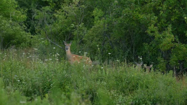他の2人が後ろに隠れている間 大きな大人の鹿はカメラに向かって探して — ストック動画