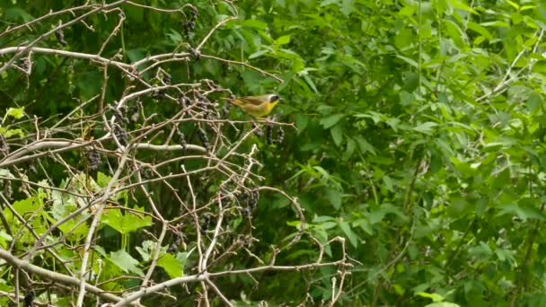 Tiny Dość Często Żółte Gardło Warbler Podejmowania Szybkie Szybkie Ruchy — Wideo stockowe