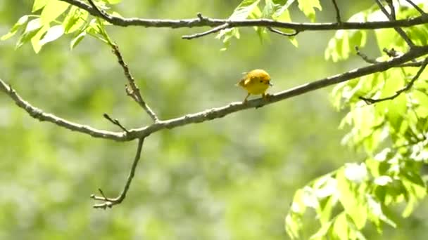 Żółta Warbler Wyblakłymi Znakami Ciele Piękny Słoneczny Dzień — Wideo stockowe